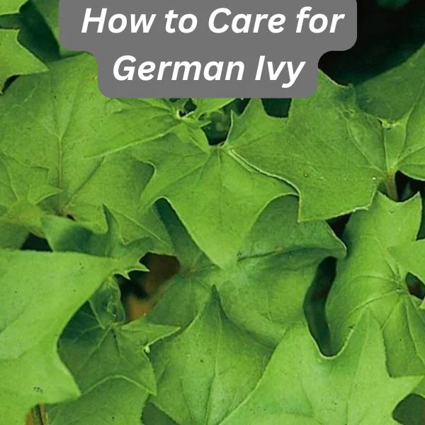 German Ivy, Senecio mikanioides