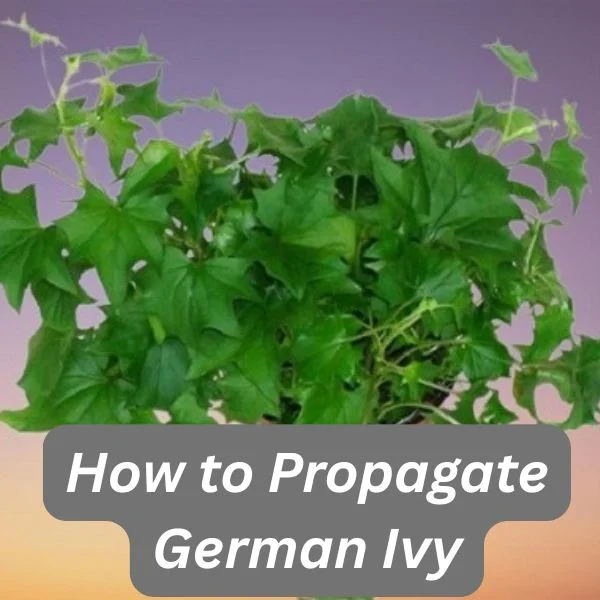 German Ivy, Senecio mikanioides