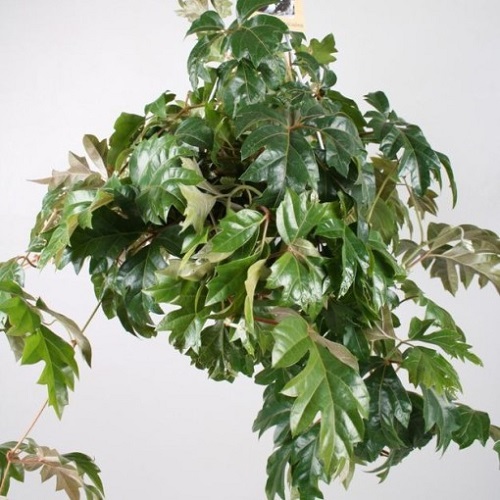 Grape Ivy Care, Cissus rhombifolia Care