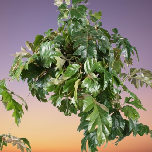 Grape Ivy, Cissus rhombifolia