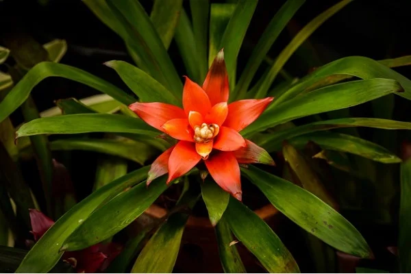 Scarlet Star Bromeliad, Guzmania Bromeliad