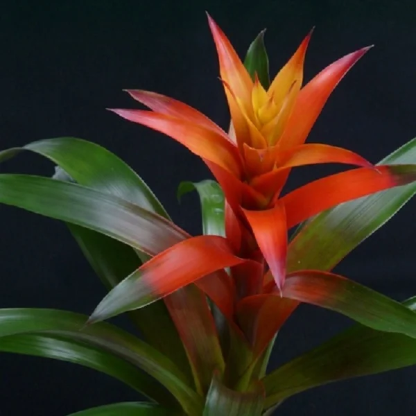 Scarlet Star Bromeliad
