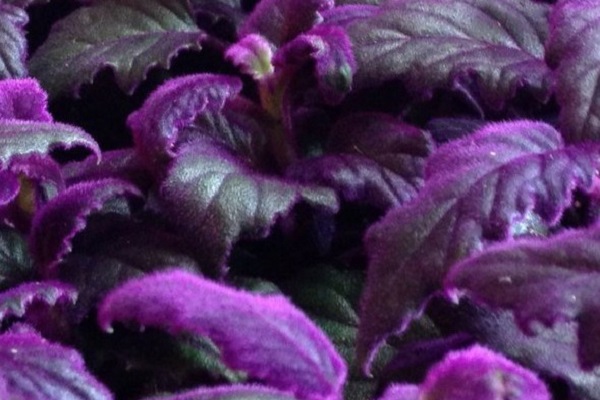 Houseplant, Velvet Plant