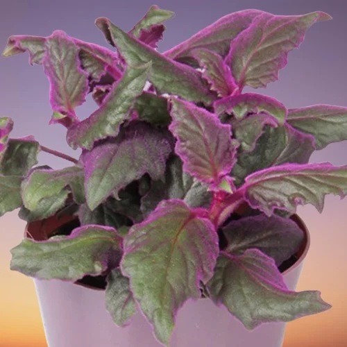 Purple Passion Plant, Gynura