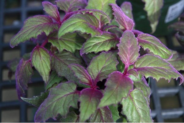Velvet Plant, Purple Passion Plant, Gynura Plant
