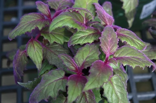 Velvet Plant, Purple Passion Plant, Gynura Plant