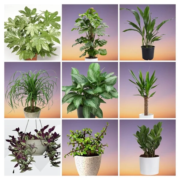 Hardy Houseplants collage