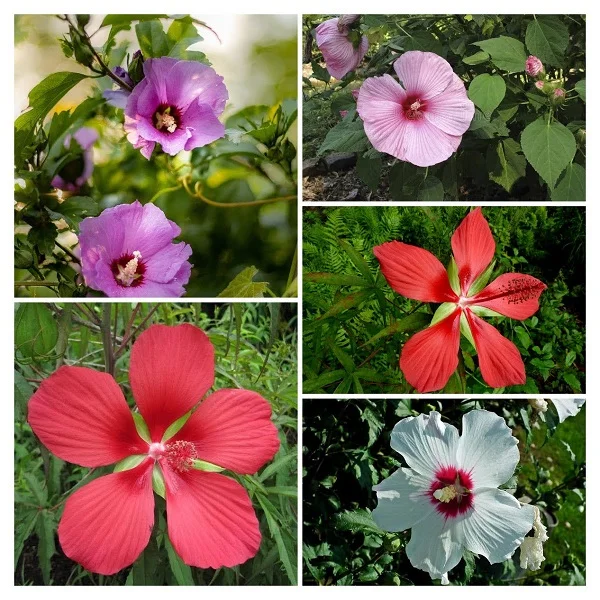 Hardy Hibiscus Collage