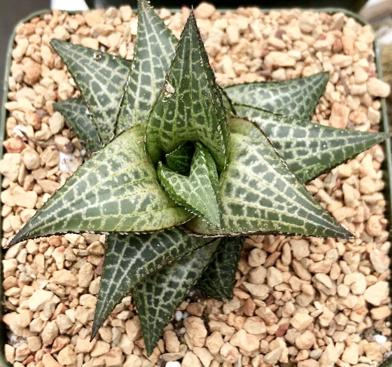 Star Window Plant