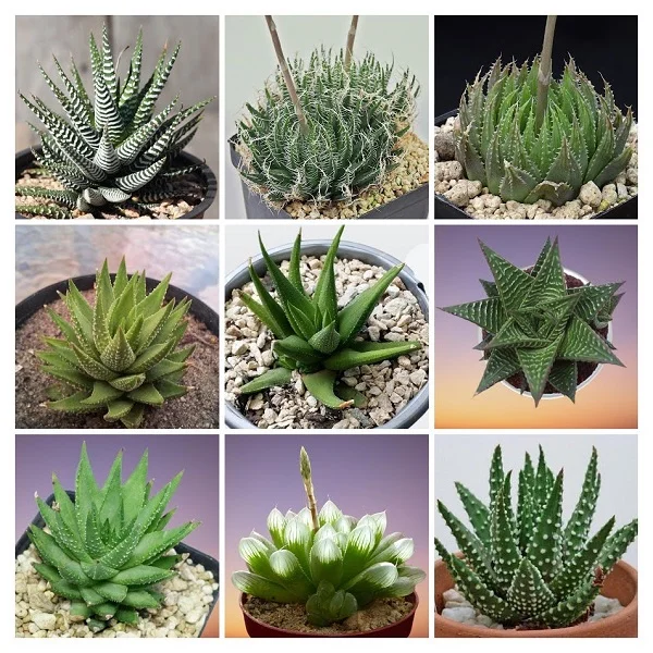 Haworthia Plants Collage