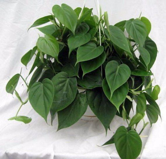 Houseplant, Heartleaf plant