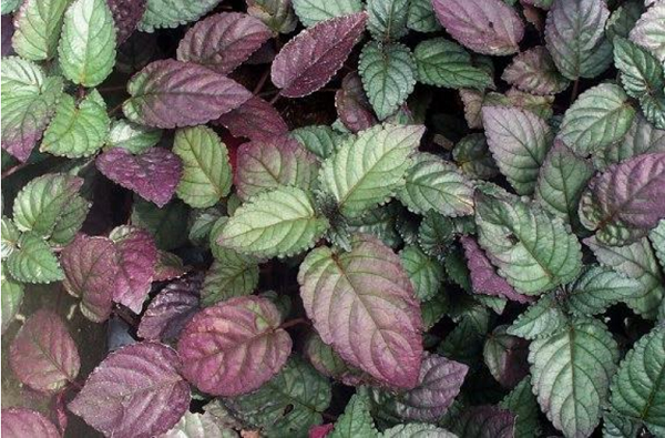 Purple Waffle, Hemigraphis Care, Red Ivy