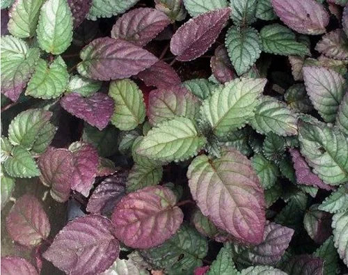 Purple waffle Plant, Hemigraphis alternata