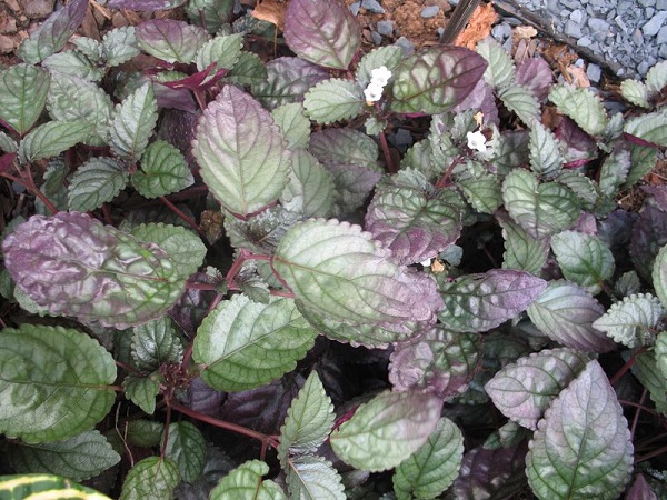 Purple Waffle Care, Hemigraphis Care, Red Ivy Care