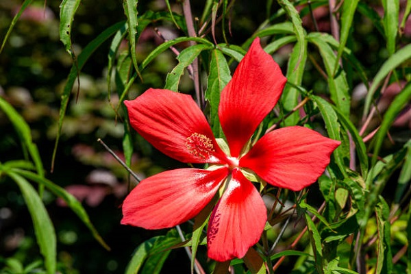 Scarlet Hibiscus, Hibiscus coccineus