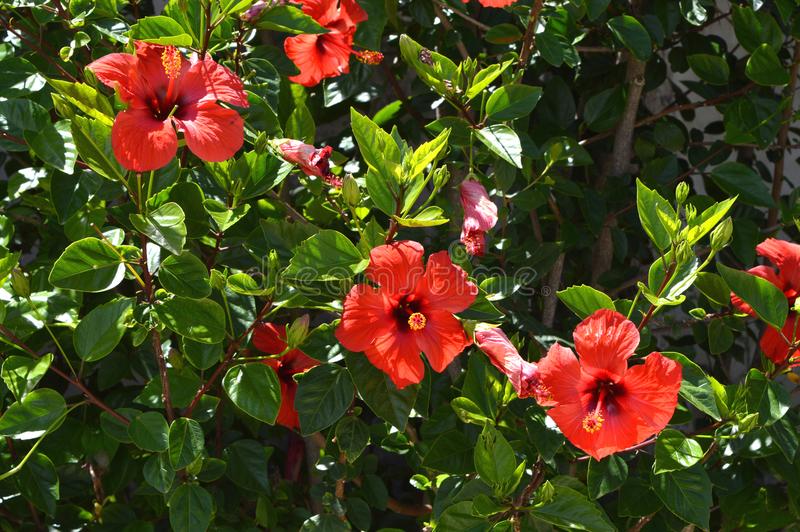 Chinese Hibiscus, Tropical Hibiscus, Hibiscus rosa-sinensis