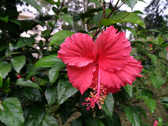 Chinese Hibiscus, Tropical Hibiscus, Hibiscus rosa-sinensis