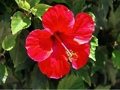 Rose of Sharon, Hibiscus syriacus