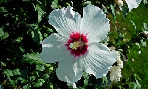 Rose of Sharon, Hibiscus syriacus