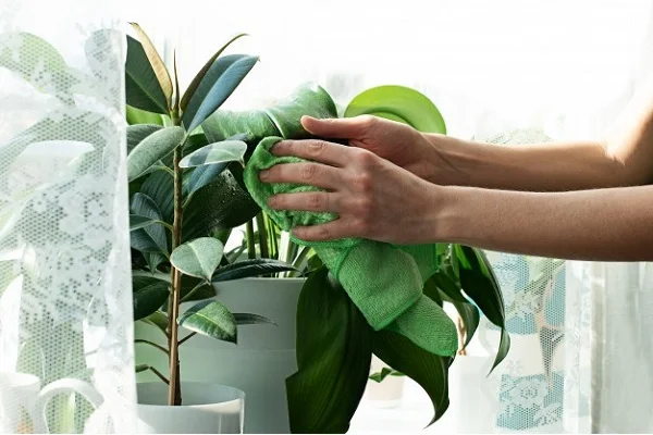 Cleaning a Houseplant