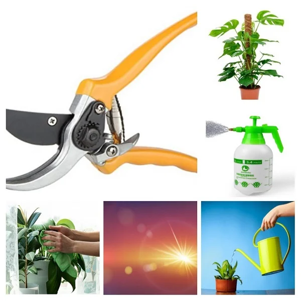 Houseplants Care collage