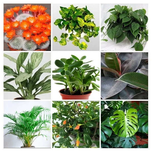 Houseplants Collage