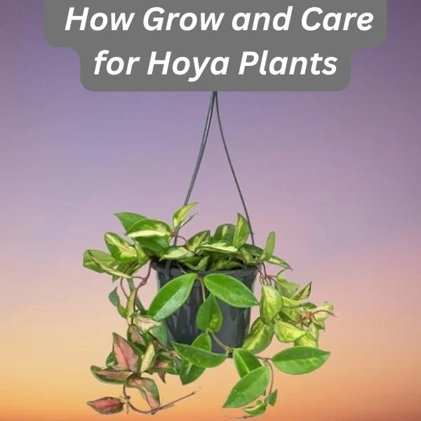 Wax Plant, Hoya carnosa