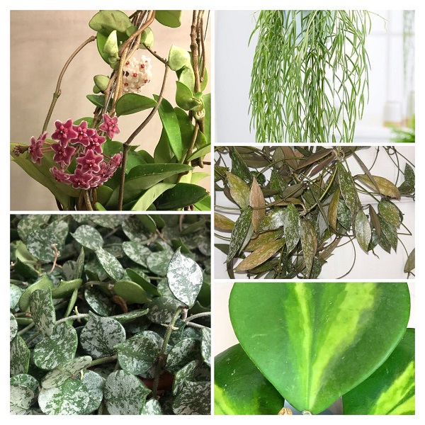 Hoya Plants Collage