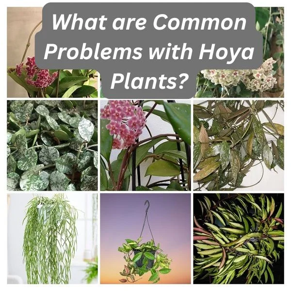 Hoya Plants Collage