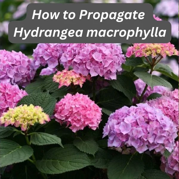 Bigleaf Hydrangea, Hydrangea macrophylla