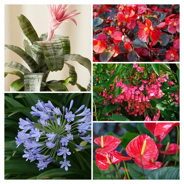 Indoor Flowering Plants Collage