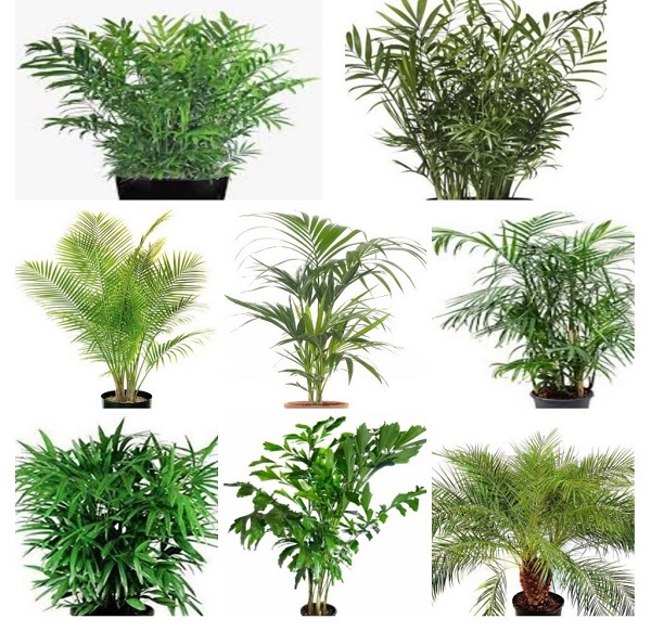 Indoor Palms collage