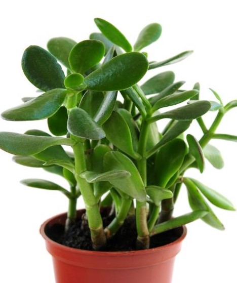 Houseplant, Jade Plant