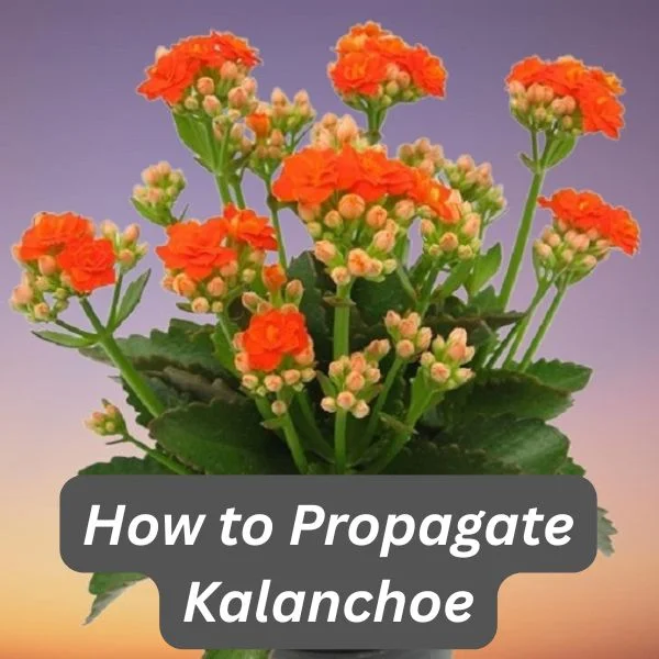 Flaming Katy, Florist Kalanchoe, Kalanchoe blossfeldiana
