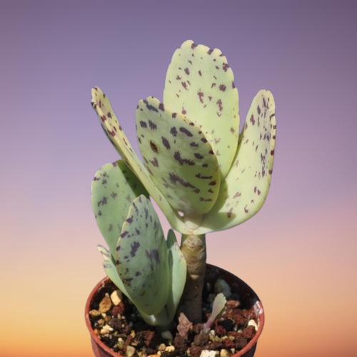 Penwiper Plant, Kalanchoe marmorata