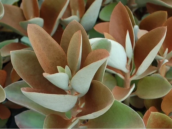 Kalanchoe orgyalis,Copper Spoons