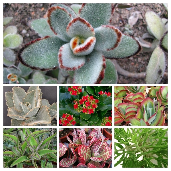 Kalanchoe Plants Collage