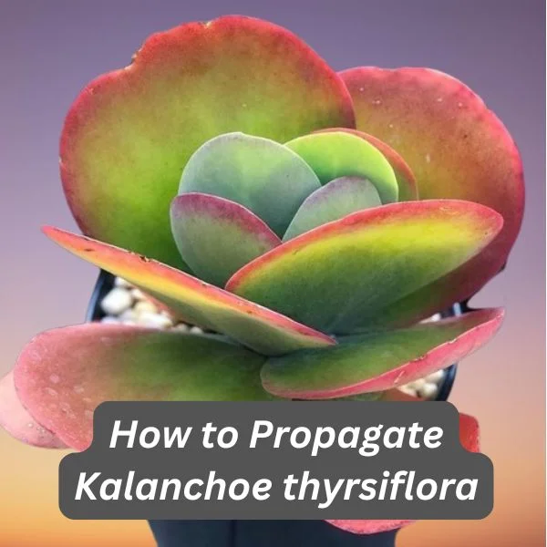Paddle Plant, Kalanchoe thyrsiflora