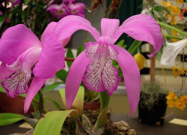 Laelia Orchid