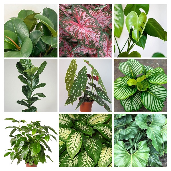 Large Leafed Plants Collage