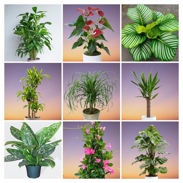 Large Low Light Plants Collage