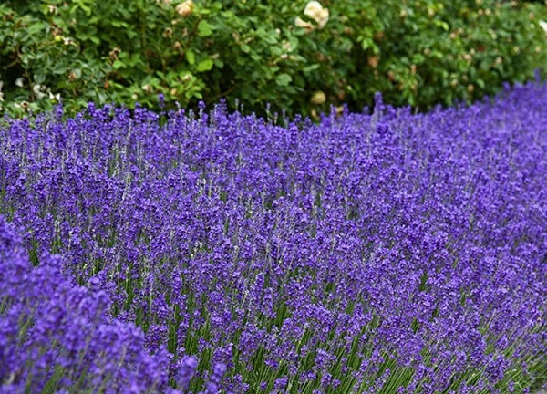 Lavender Plant, Lavandula spp