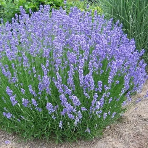 Lavender Plant, Lavandula spp