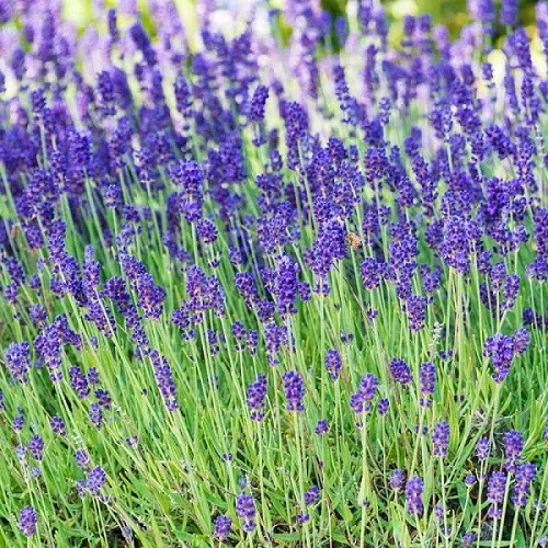 Lavender Plant, Lavandula spp