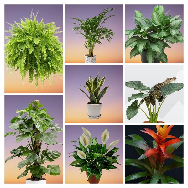 Living Room Plants collage
