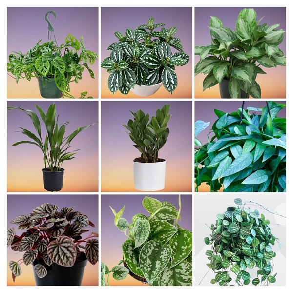 Low Light Small Plants Collage