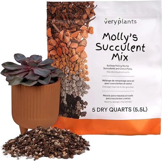 Molly's Succulent Mix