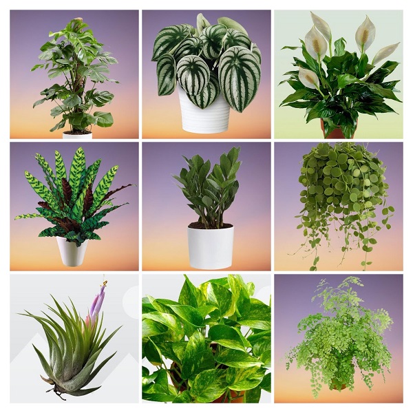 Most Popular Houseplants Collage