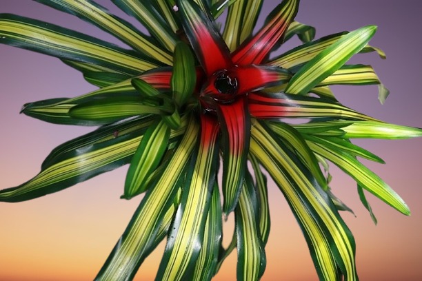 Blushing Bromeliad, Neoregelia Bromeliad