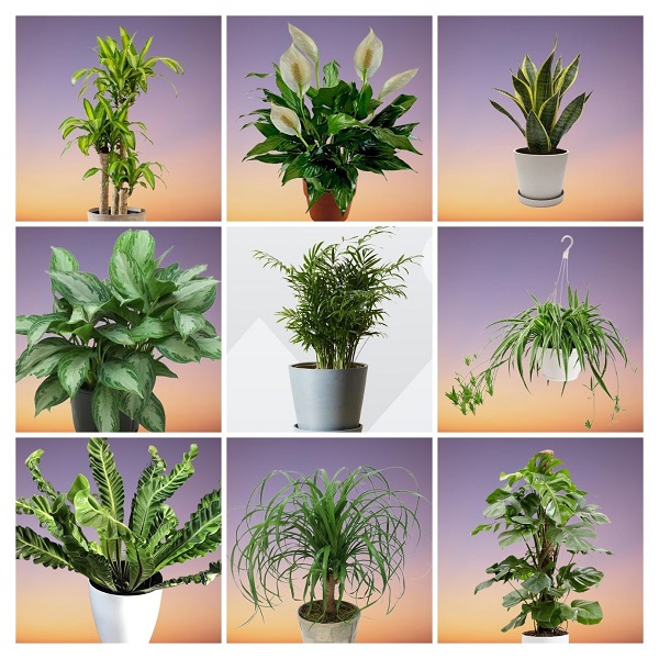 Office Houseplants collage